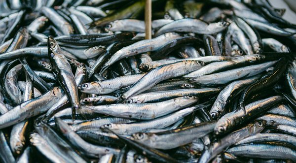 Les signes alarmant des compulsions alimentaires chez les enfants